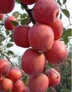 煙臺(tái)紅富士蘋果保鮮庫(kù)
