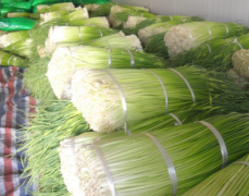 500立方100噸蒜薹冷庫安裝,制作設(shè)計(jì)